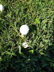 Leucocoprinus cretaceus