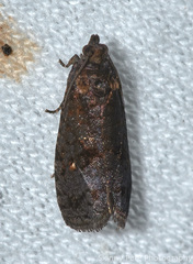 Cryptaspasma