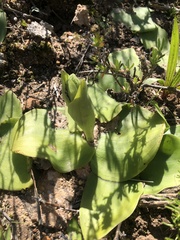 Satyrium erectum