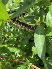 Theretra oldenlandiae