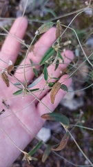 Croton michauxii elliptica