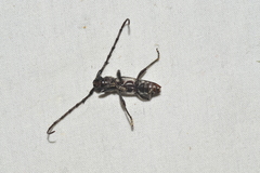 Elaphidion cubae