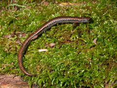 Batrachoseps attenuatus