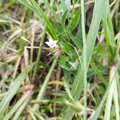 Convolvulus crenatifolius