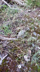 Croton michauxii elliptica