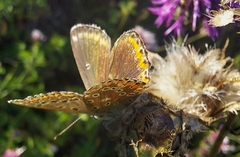 Polyommatus bellargus