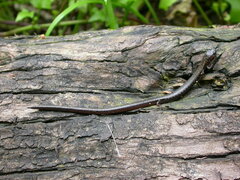 Batrachoseps attenuatus