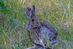 Sylvilagus nuttallii