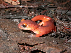 Ensatina eschscholtzii