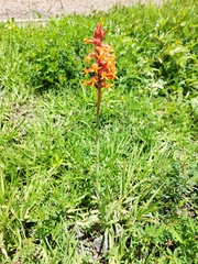 Dichromanthus cinnabarinus