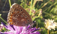 Polyommatus bellargus