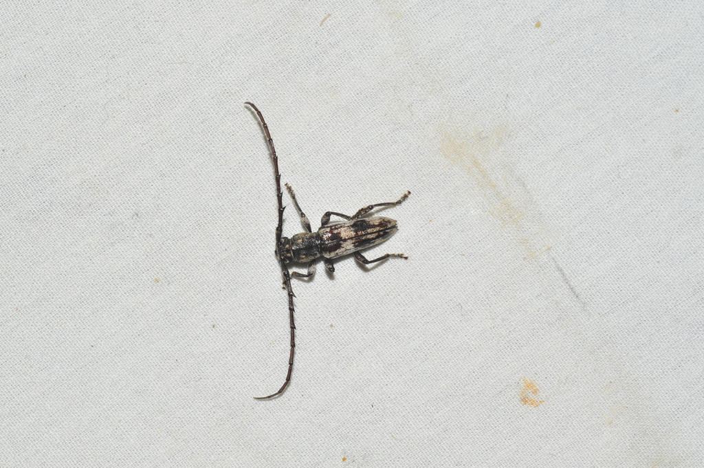Elaphidion cubae