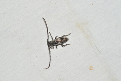 Elaphidion cubae