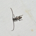 Elaphidion cubae - Photo (c) Wayne Fidler, some rights reserved (CC BY-NC), uploaded by Wayne Fidler