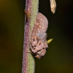 Metcalfa pruinosa