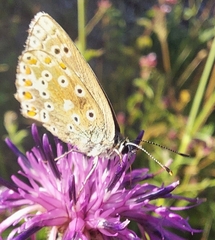 Polyommatus bellargus