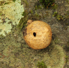 Amphibolips quercusinanis