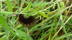 Phragmatobia fuliginosa