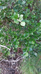 Vaccinium arboreum