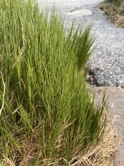 Sporobolus virginicus