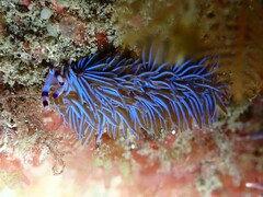 Pteraeolidia ianthina