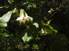 Styrax redivivus