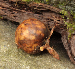 Amphibolips quercusinanis