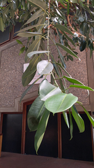 Ficus elastica