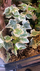 Hedera helix