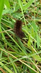 Phragmatobia fuliginosa