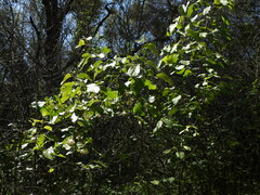 Styrax redivivus