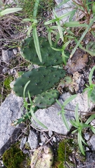Opuntia mesacantha