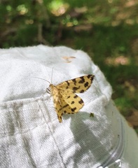 Pseudopanthera macularia