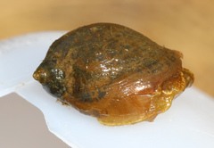 Ampullaceana balthica
