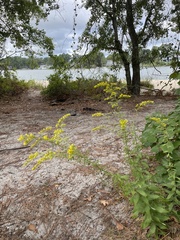 Solidago odora