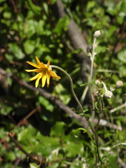 Eriophyllum lanatum