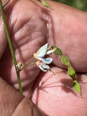 Desmodium glabellum