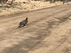 Haliaeetus leucocephalus