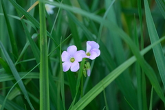 Oxalis violacea
