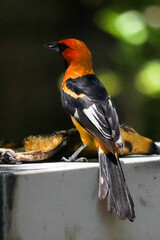 Icterus pectoralis