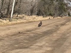 Haliaeetus leucocephalus