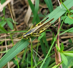 Melanoplus bivittatus
