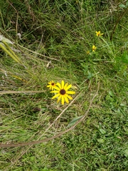 Rudbeckia
