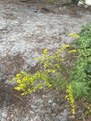 Solidago odora