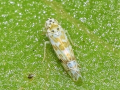 Eupteryx