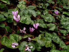 Cyclamen purpurascens