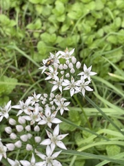 Lucilia coeruleiviridis