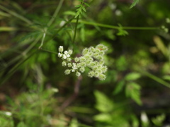 Torilis arvensis
