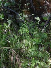 Torilis arvensis
