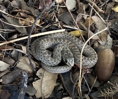 Malpolon monspessulanus